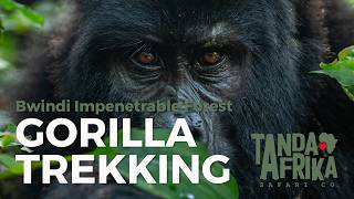 Trekking Gorillas in Uganda's Bwindi Impenetrable Forest
