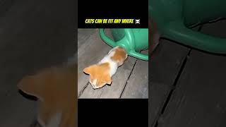 cat can be fit anywhere 😮#respect #aniamls