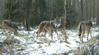 Bliskie spotkanie z dużym wilkiem w lesie