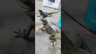 'kadal god' Chinese water dragon