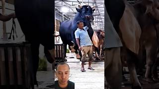 sapi monster #cow #animals #sapilucu #sapigemuk #sapijumbo #sapimonster #sapingamuk #sapi  #farming