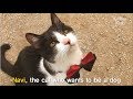 A Cute Cat Dreaming To Be A Dog. Is It Possible? | Kritter Klub