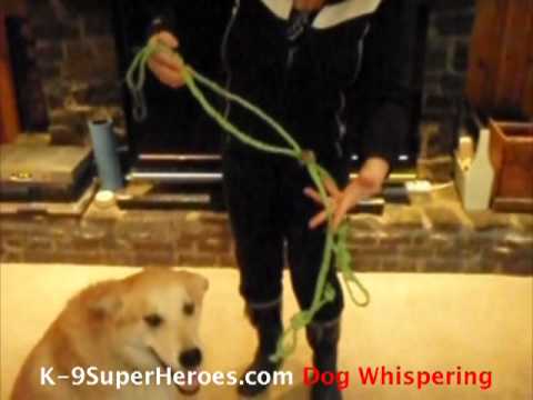 Bailing Twine Dog Harness You Bailing Twine Dog Harness