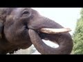 Un elefante coreano aprendió a imitar el habla humana (fotos y vídeo)