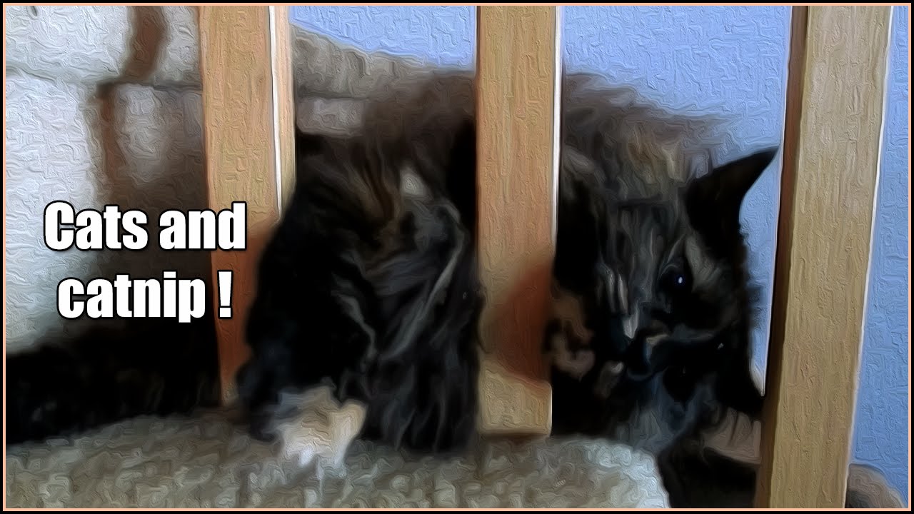 Cats and catnip ! 