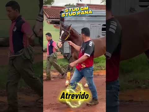 Presentación LA GRAN PREVIA AMIGOS BURRERO Jockey Club Del Amambay 28 10 25 