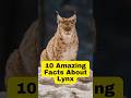 "10 Amazing Facts About Lynx" #Lynx #facts #shorts