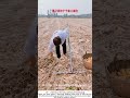 Weeding Corn the Old Way – A Sharp Hoe and a Steady Eye 🌽🧑‍🌾
