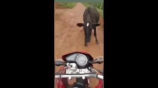 Guy crashed on a cow while doing wheelie.