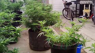 A lil later view of the garden