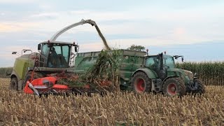 Corn silage harvesting: Jaguar 950 + Kemper 8 rows