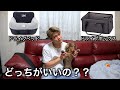 ドライブボックスとベッドどっちがいいの？どっちも使ってみた感想【ミニチュアダックス】