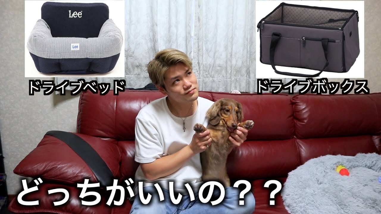 ドライブボックスとベッドどっちがいいの？どっちも使ってみた感想【ミニチュアダックス】