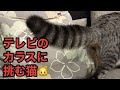 【テレビのカラスに挑む猫🐱】