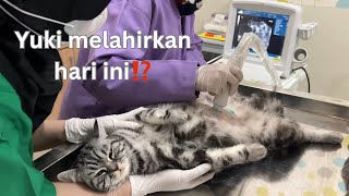 TIBA-TIBA YUKI KONTRAKSI LAHIRAN??? | USG ke 2 Yuki