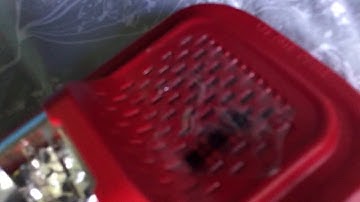 Quick video for the System sensor P2RL (L series)