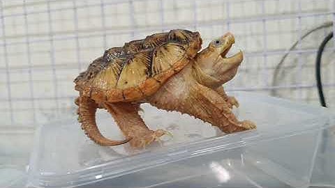 Hypo Common snapping siêu ngầu