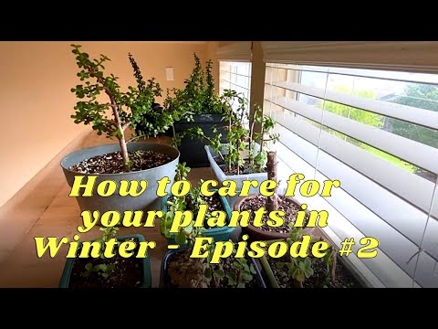 Vídeo: Winter Desert Gardening - Cuidando das plantas do deserto no inverno