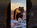 Tiny Fox Tells Giant Bear: BACK OFF! #wildlife #shorts