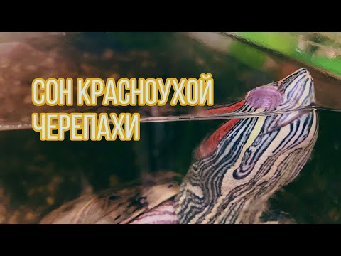 Как спит красноухая черепаха | РЕЛАКС