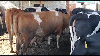 ابقار(هولشتاين، براون سويسري، مونبليار ،سيمنتال ) بأسعارفى متناول الجميع cows holstein