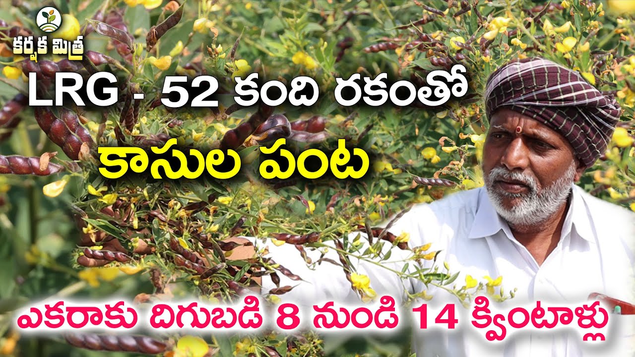 కాసుల పంట పంట పండిస్తున్న కంది రకం ఎల్.ఆర్.జి - 52 || కంది సాగులో అనంత రైతు విజయగాథ|| Karshaka Mitra