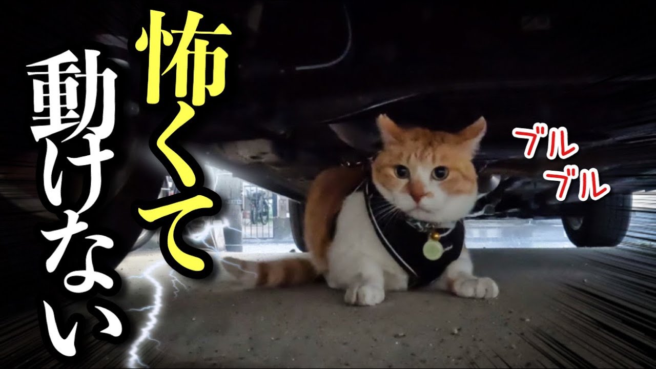 ⁂チャラチャラネコ⁂様 確認画像 動画】雷が怖くて車の下に逃げ込んだ猫を救出せよ！ | 元野良猫