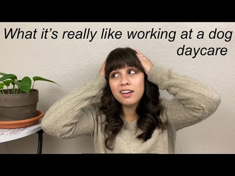 The TRUTH about working at a dog daycare