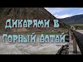 Приключения дикарей в Горном Алтае. Путешествие с палаткой.