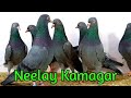 Neelay kamagar 6 pathy  92 321 7515355  pigeons gallery 