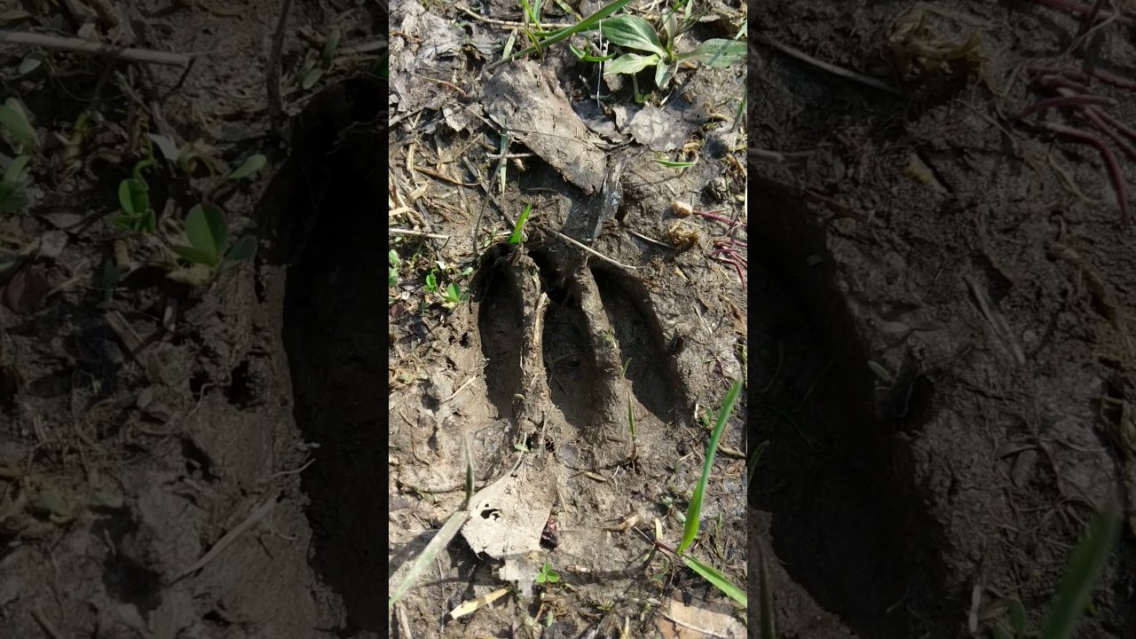 Rare Three Toed Deer Track Sighting YouTube