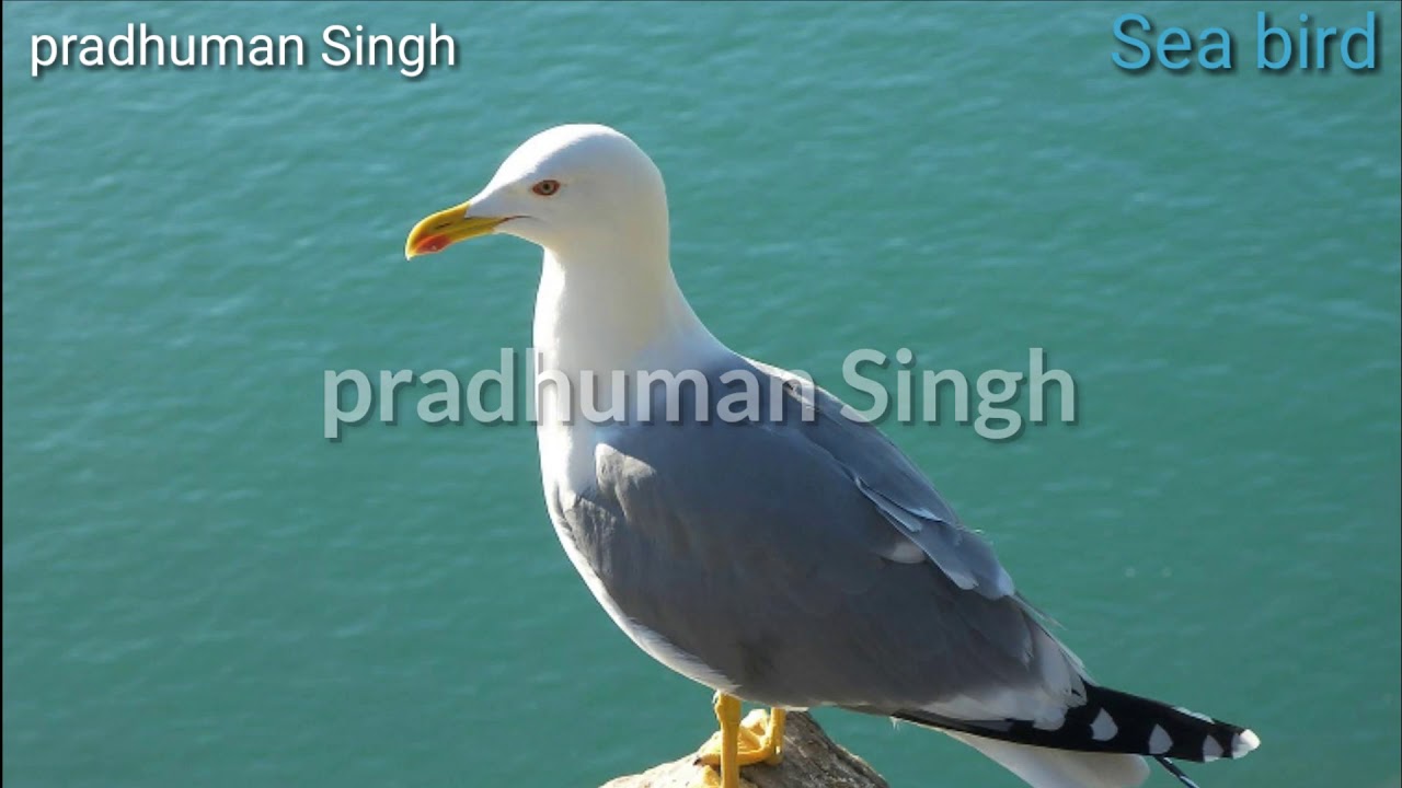Sea bird sound ringtonesea bird soundssea bird sound ringtone 2019