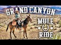 Grand Canyon Mule Ride to Phantom Ranch with Mule Wrangler 'TEX!'