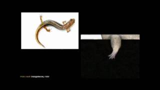 Salamander Regeneration