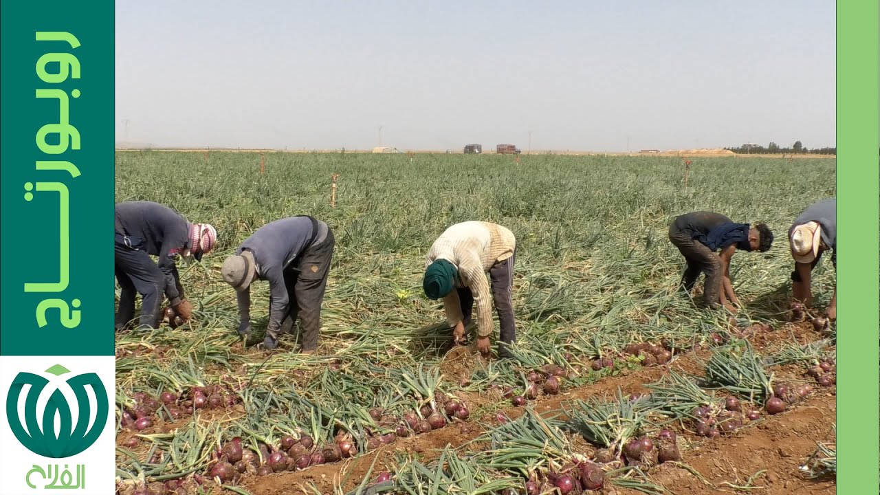 واقع إنتاج البصل بتيارت