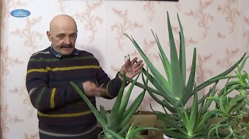 Алоэ Вера - очень важное растение в нашей жизни!