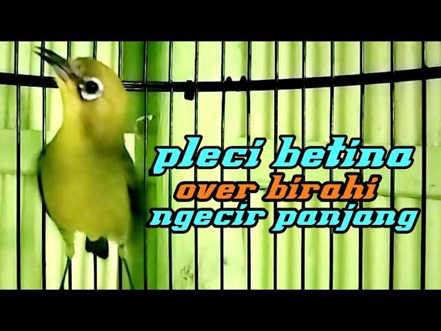 pleci betina over birahi ngecir panjang. class=