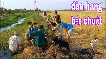 Cảnh Đào Hang Bắt Chuột Đồng Vào Mùa Thu Hoạch Lúa Ở Miền Tây # SĂN BẮT ĐỒNG THÁP #