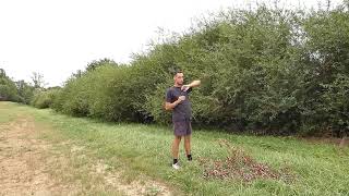 L'osier brun, un saule mellifère qui fleurit fin avril.