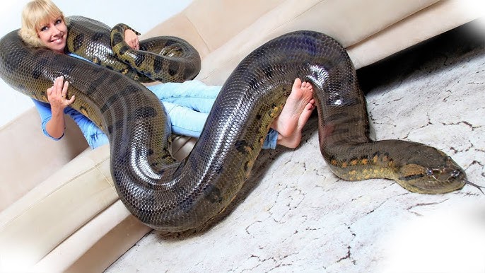 Borilar va yirtqich hayvonlar bilan jinsiy aloqada bolgan onlayn komikslar