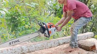 CHAINSAW STIHL MS 382 digunakan untuk membelah  bar 30 inch kayu mahoni  ukuran beby /pokok kecil