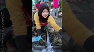 Ikan Betok Jumbo Dijual Di Pasar Apakah Di Tempatmu Ada Yang Sebesar Ini?