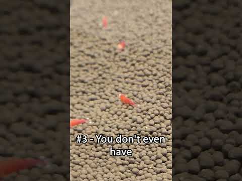Video: Ohranjanje sladkovodne rdeče kozice kot hišnega ljubljenčka