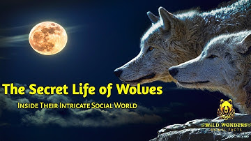Exploring the Enigmatic World of Wolves || Wild Wonders