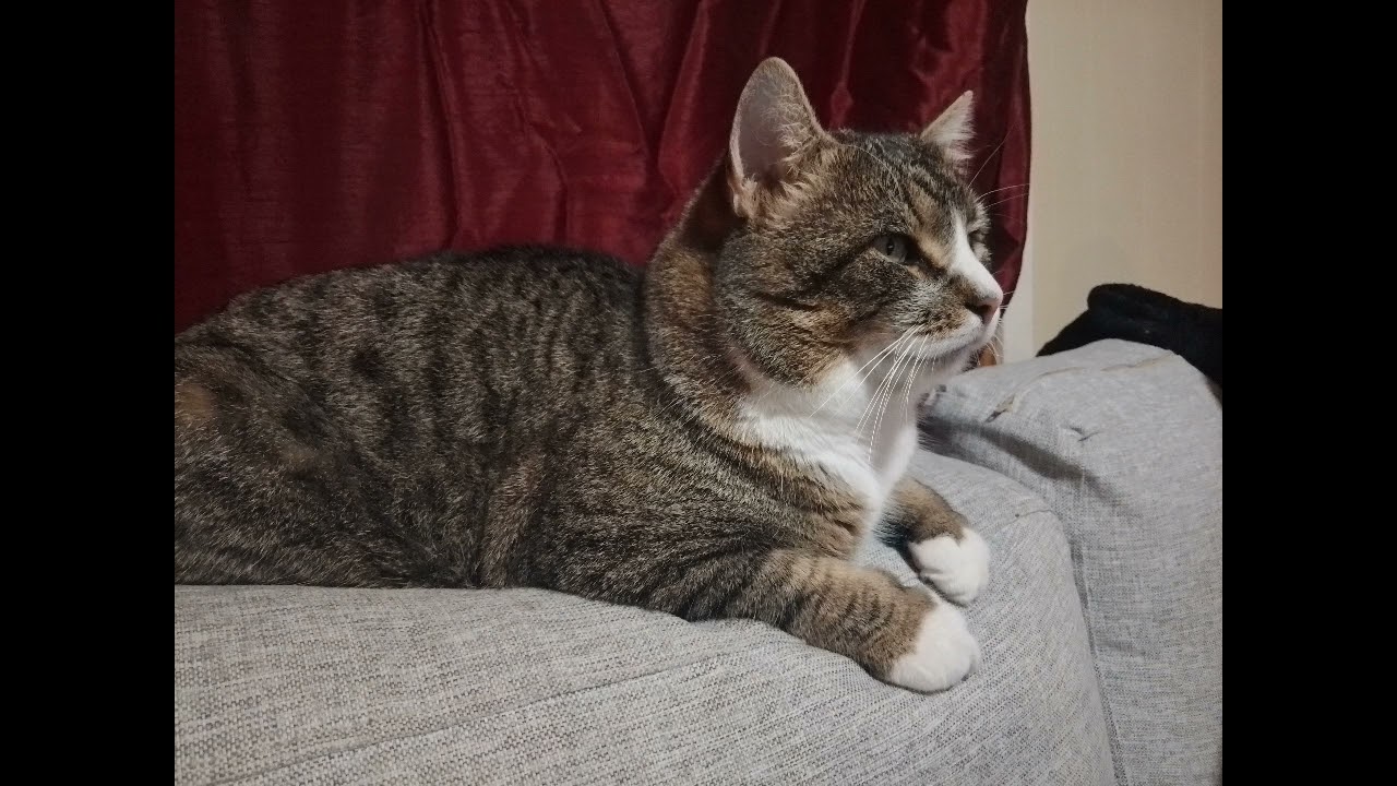 6.Levijs pie cilvēkiem