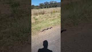 Avustralya'nın En Zehirli Yılan (arabama girdi) Resimi