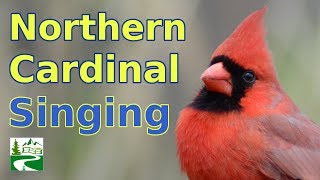 Cardinal Singing & Call Sounds
