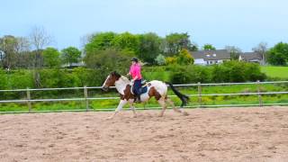 Jumping Murphy (inc bareback and bridless)