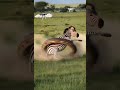 Zebra vs giant python#shorts