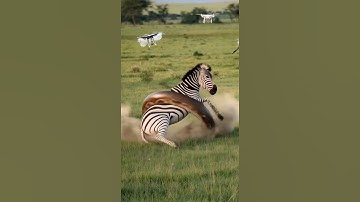 Zebra vs giant python#shorts